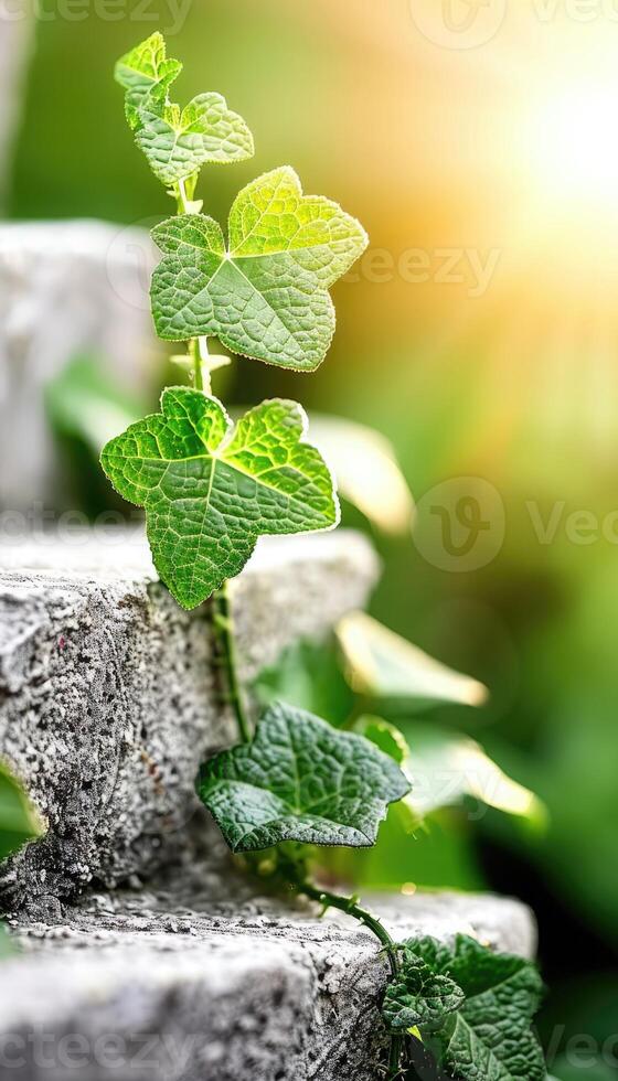 Green ivy climbing on a stone staircase illuminated by warm sunlight in a garden setting photo