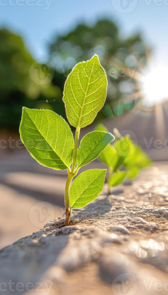 A small green plant growing through a crack on a sunlit stone surface in an outdoor setting photo