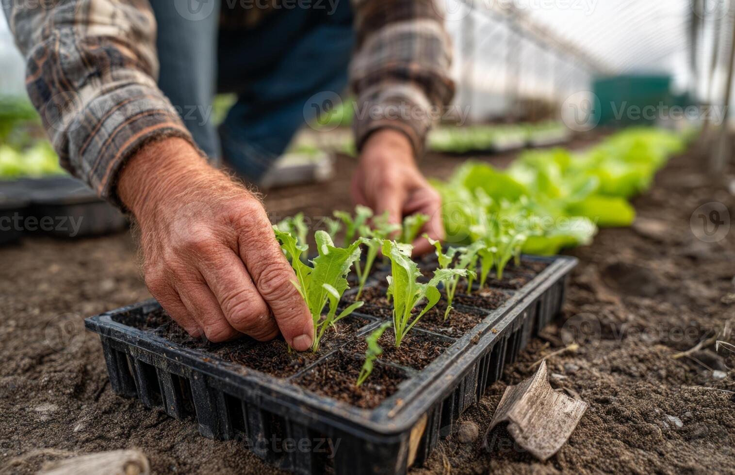 Hands planting seedlings in plastic tray on ground photo