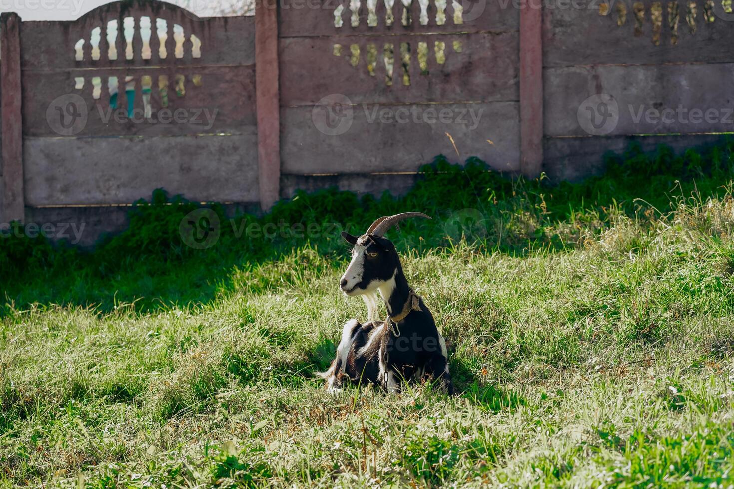 A peaceful goat rests on lush green grass, bathed in sunlight near a rustic concrete fence photo
