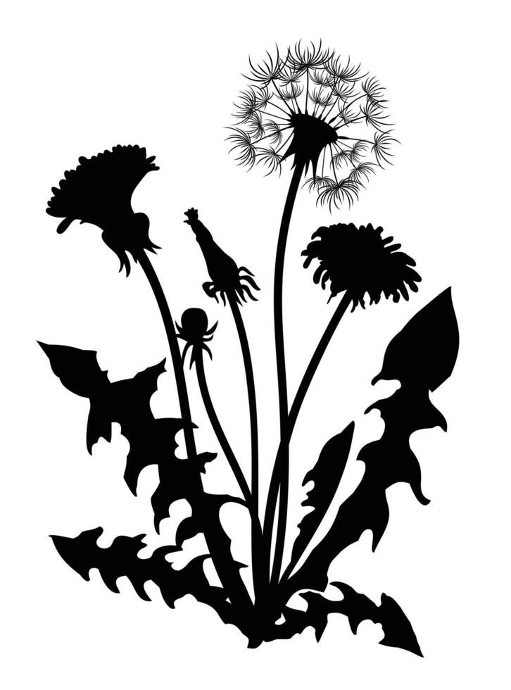 Drawing of the field blossoming dandelion. vector