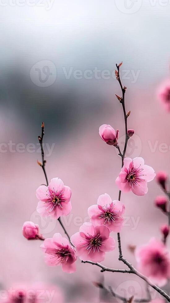 Pink flowers are blooming on a branch in front of a blurry background photo