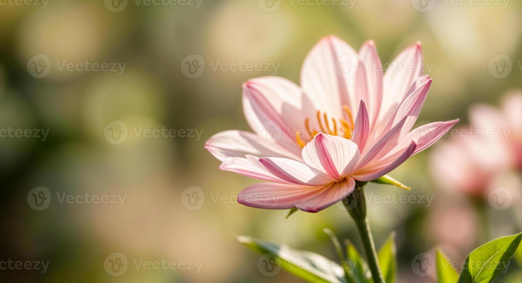 Close up of delicate pink flower with blurred green background, creating soft and natural atmosphere photo