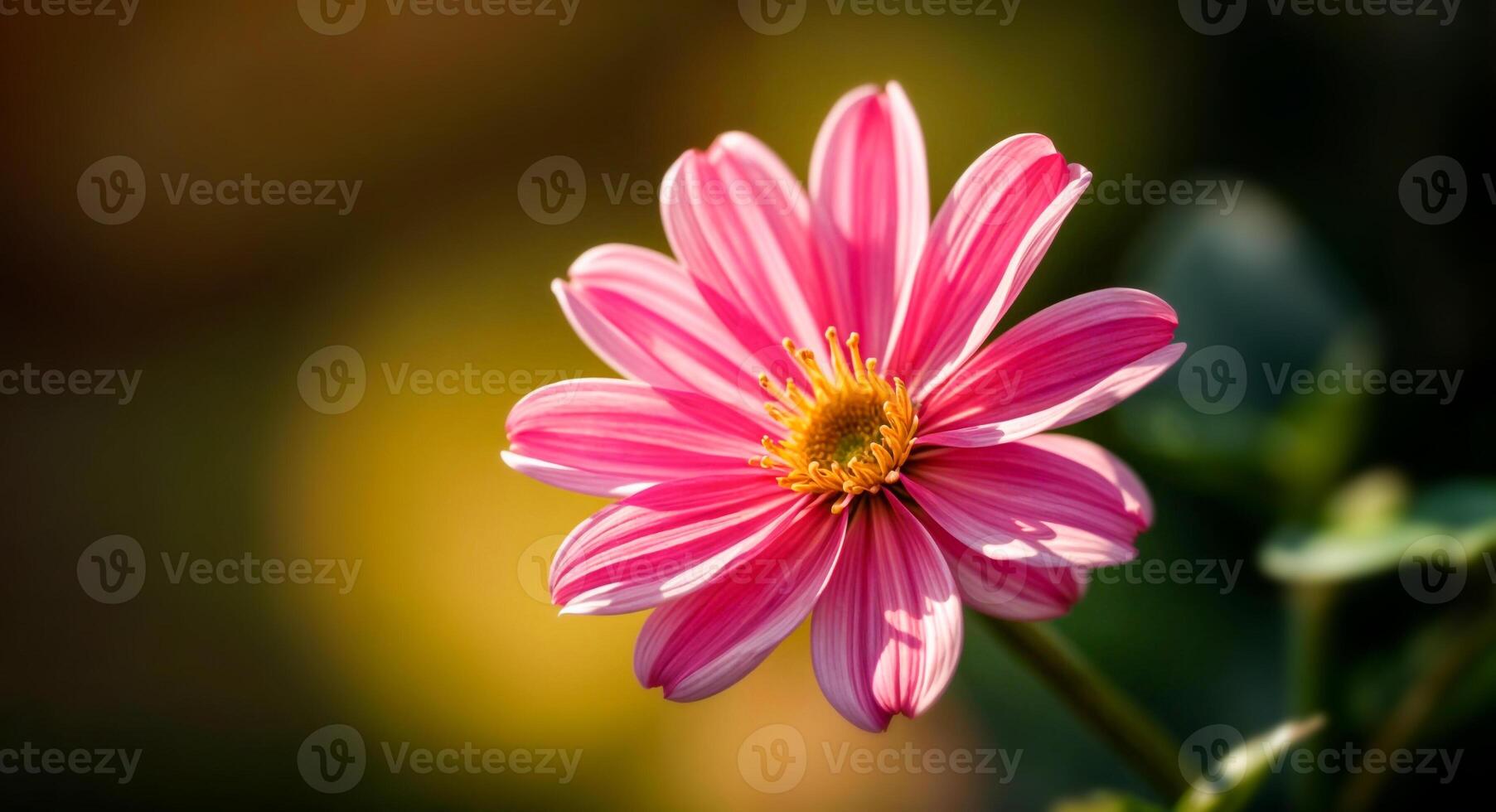 Pink flower with yellow center, set against blurred background with shades of yellow and green. photo