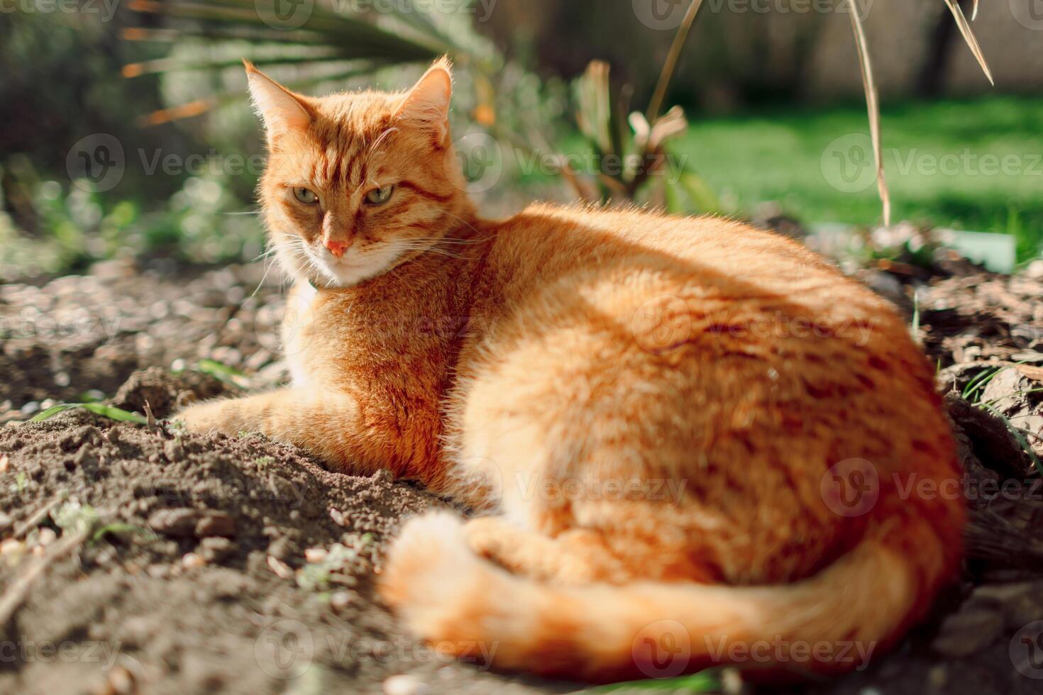 Cute ginger cat in spring garden. Furry orange cat outdoor with sunshine photo