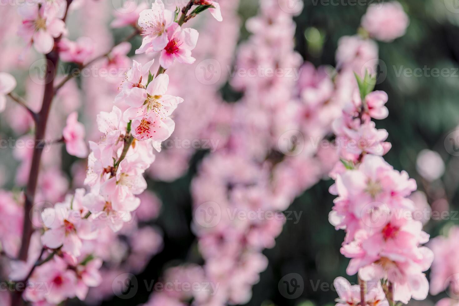 Peach blossoms in full bloom, gentle pink flowers on branches. Dreamy and romantic nature scene. photo