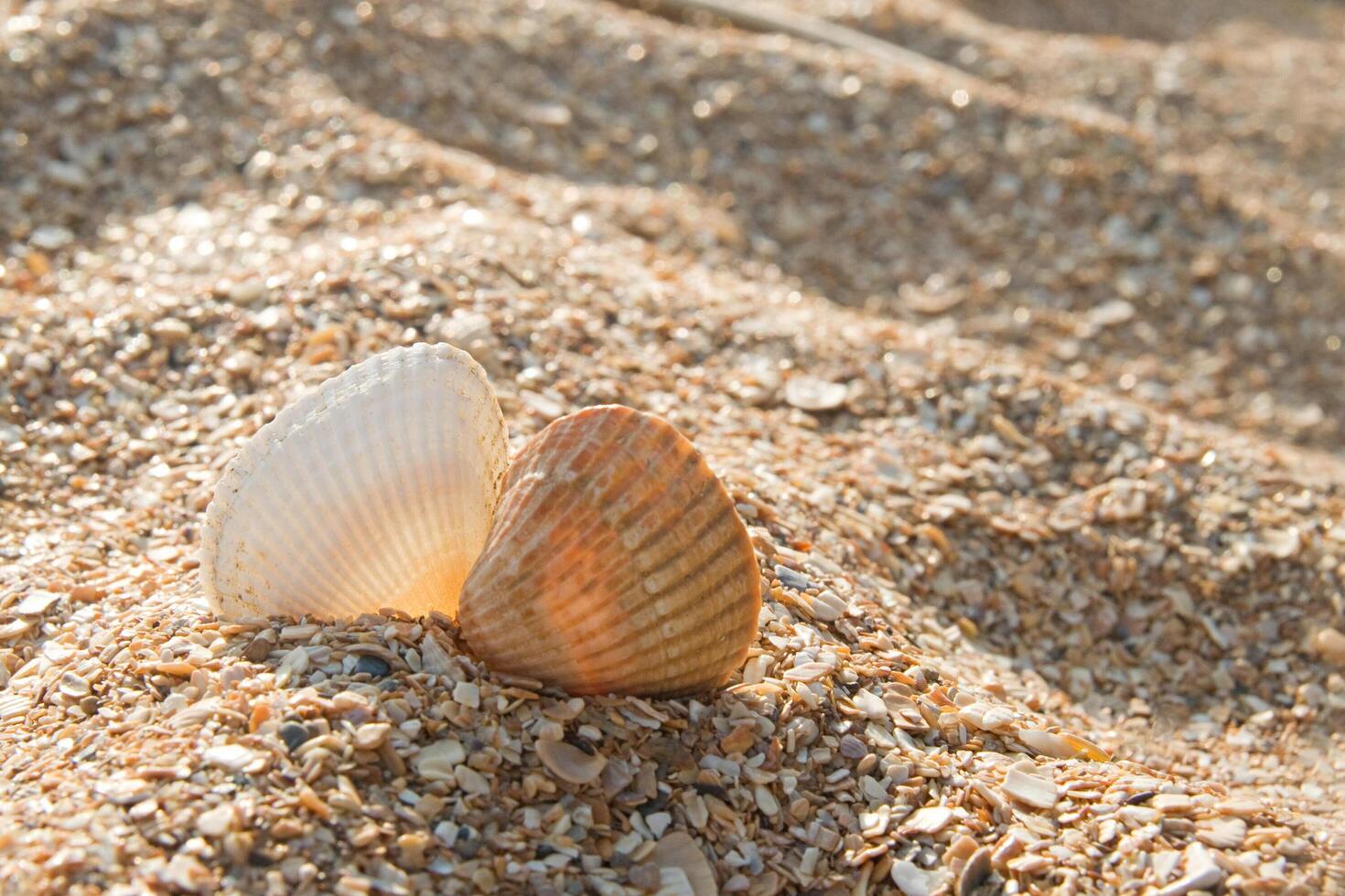 Two seashells kissing photo
