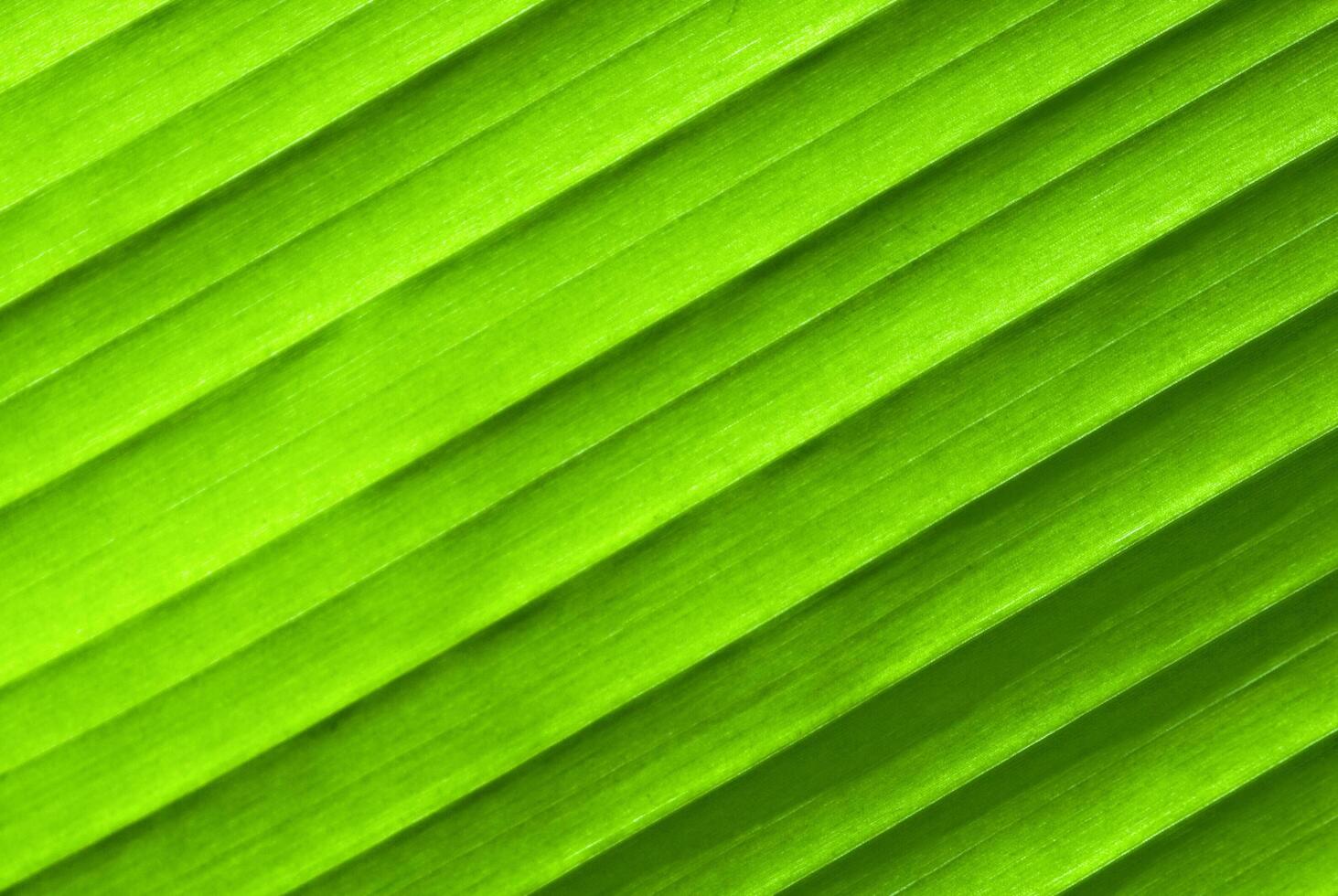 Leaf texture in backlight photo