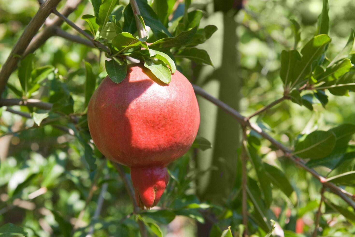 Ripe pomegranate on a branch photo