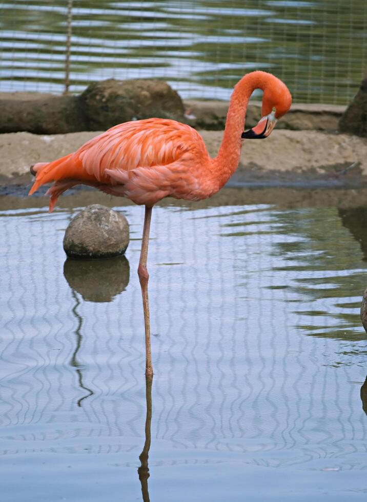 Red flamingo standing in water photo