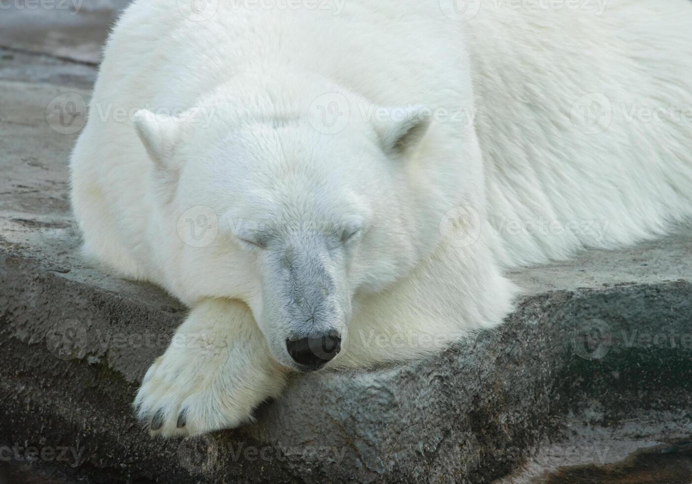 Polar bear sleeping 2 photo