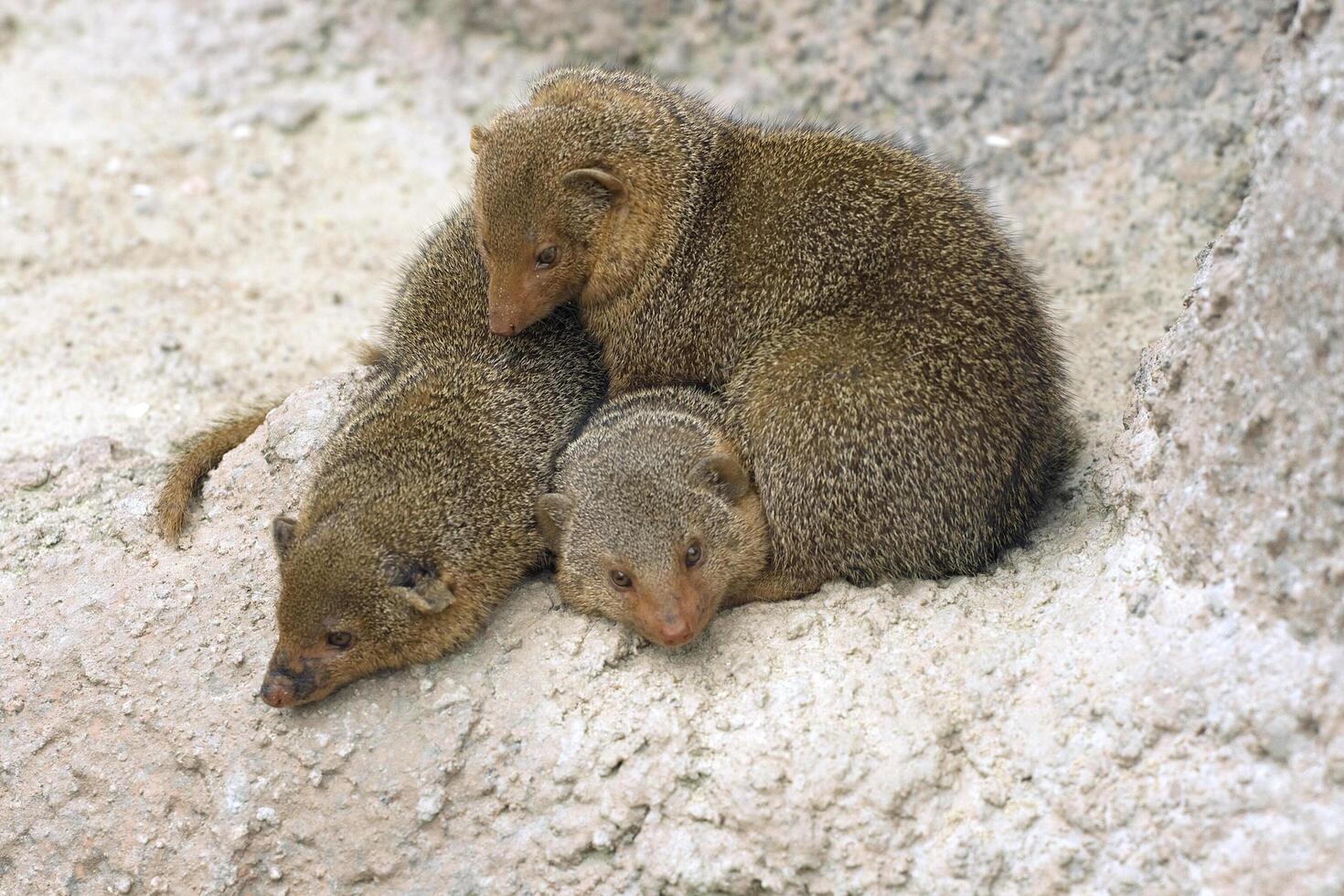 Three dwarf mongooses photo