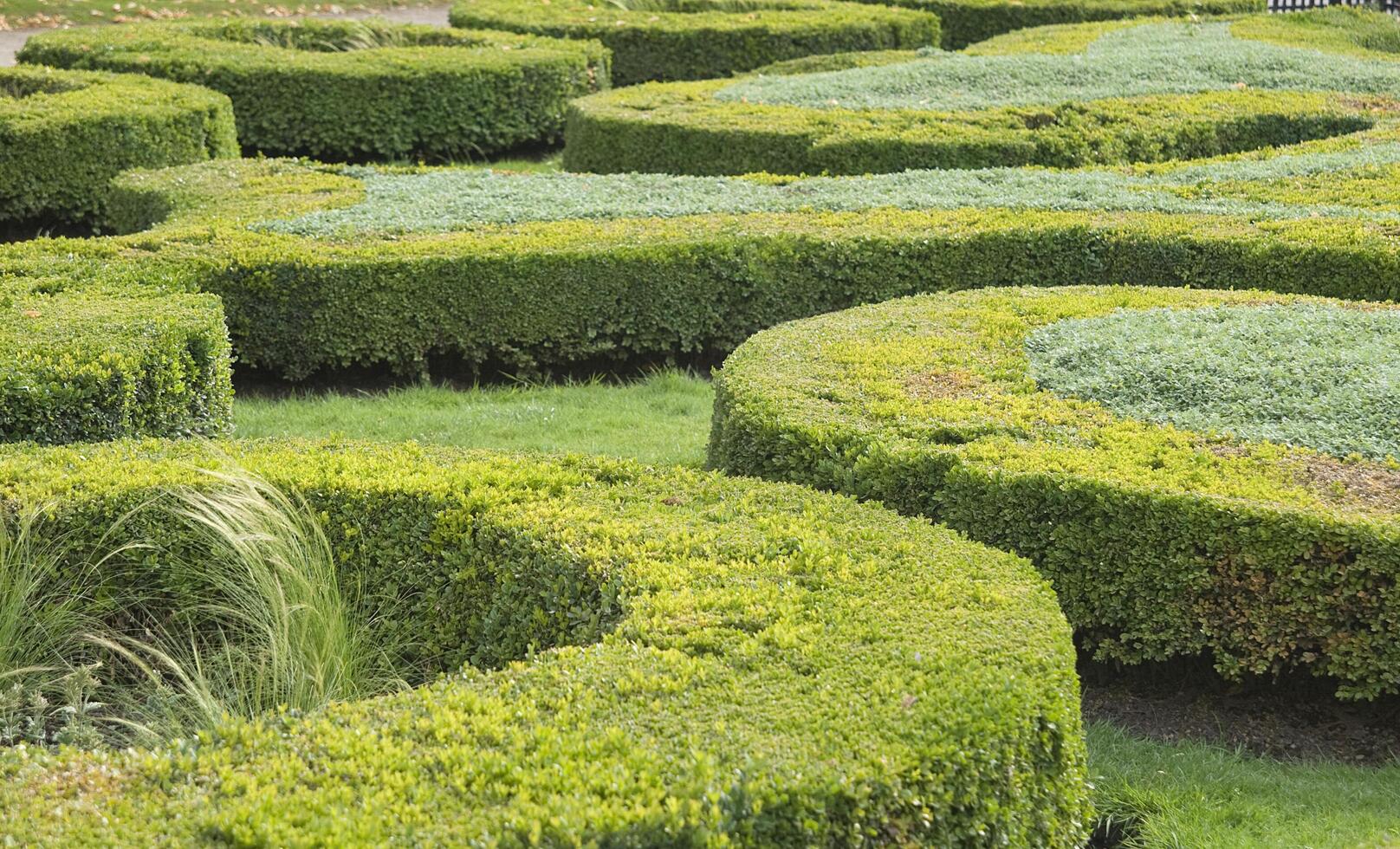 Topiary in an ornamental garden photo