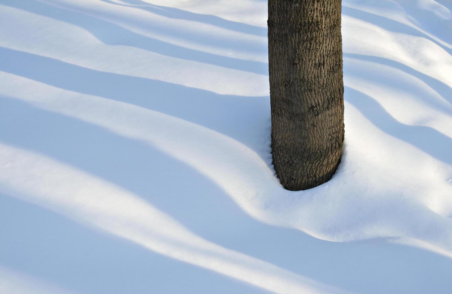 Winter sketch, shadows on the snow photo