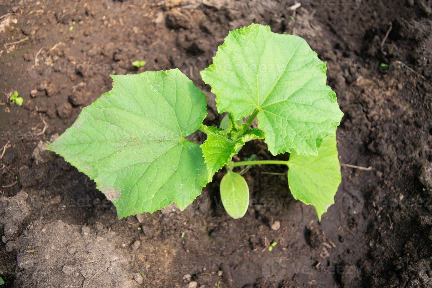 farmer planting to soil cucumber seedling in a garden bed photo