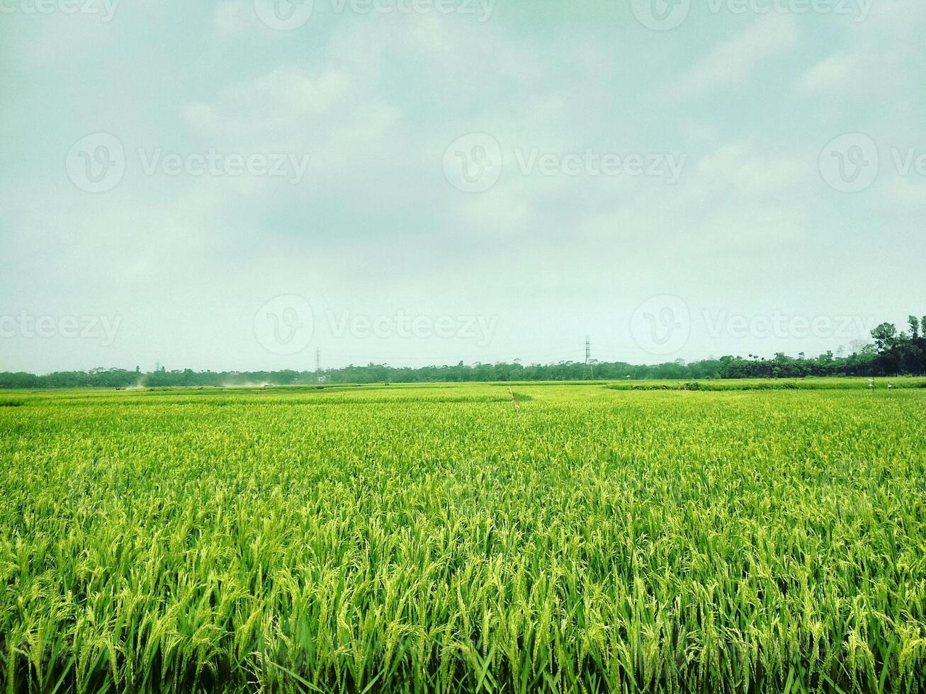 A green field with a blue sky in the background photo