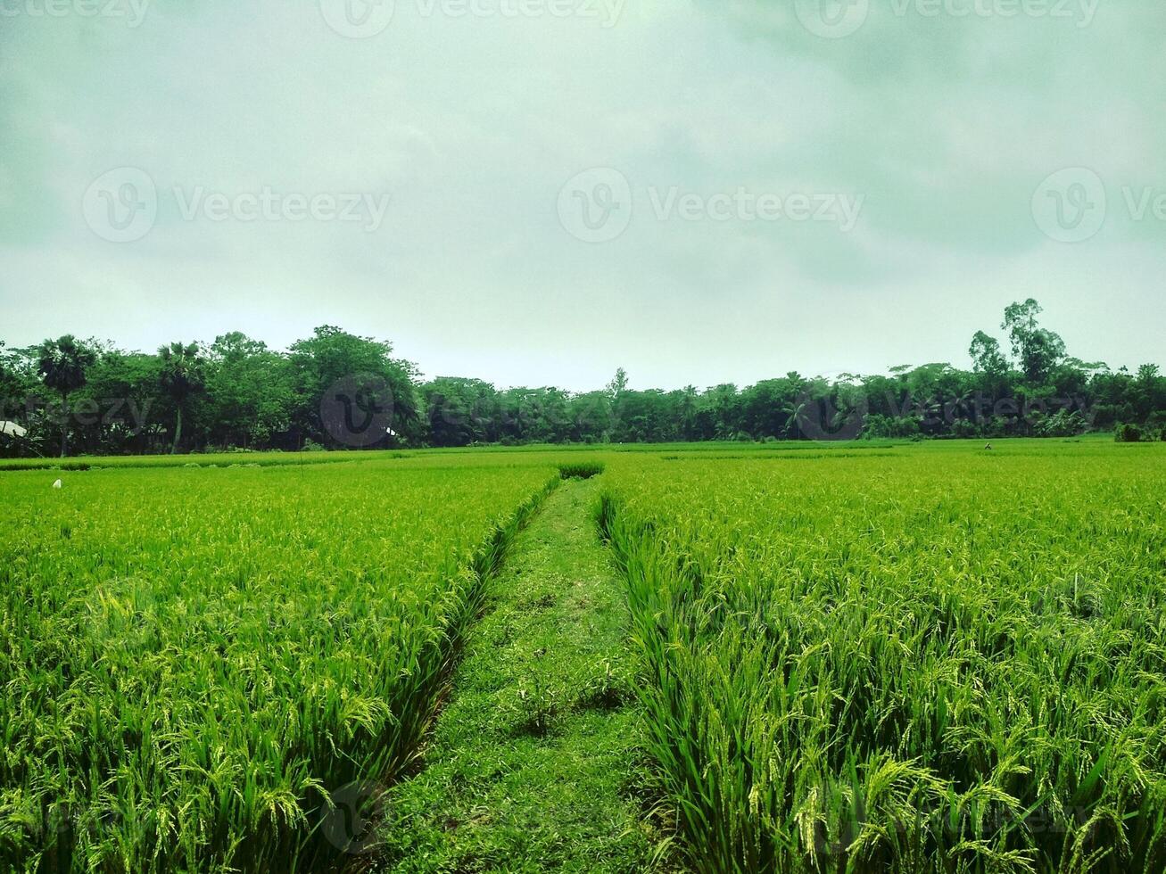 A path through a green rice field photo