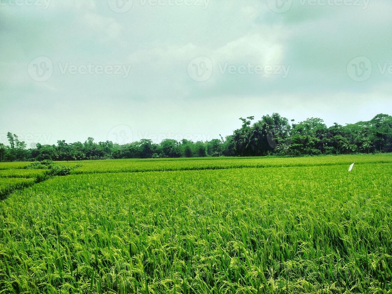 A green field with a white umbrella in the middle photo