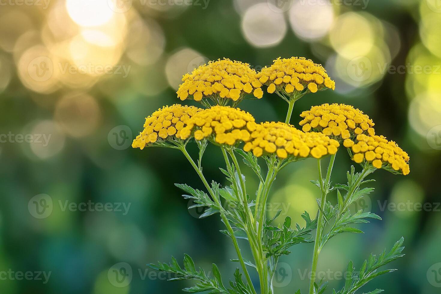 Radiant Yarrow Blossoms photo