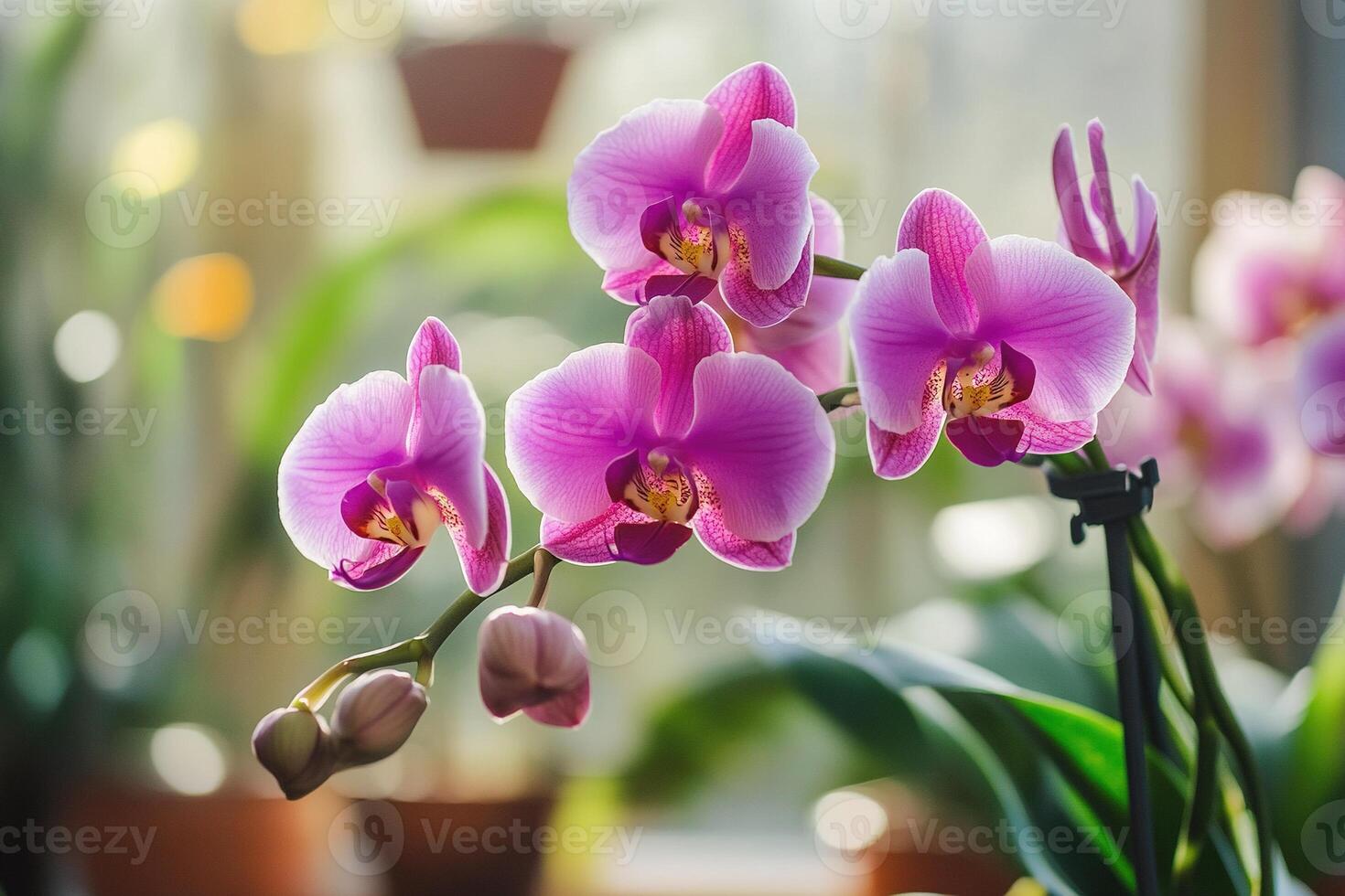 Beautiful Orchid Blooms photo