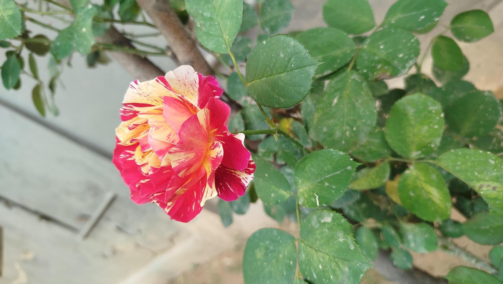 A rose with yellow and red petals on a plant photo