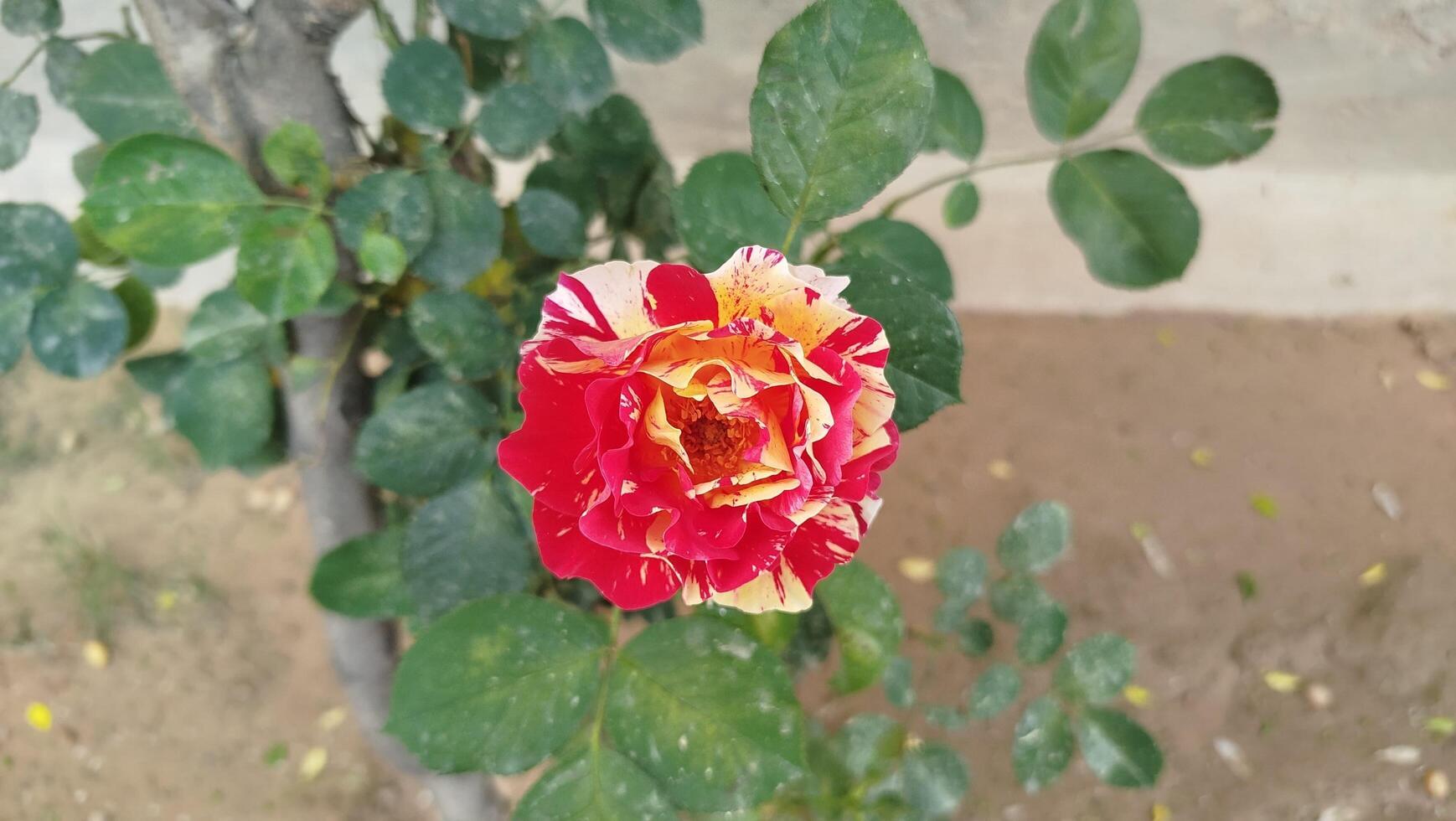 A red and yellow rose in the garden photo