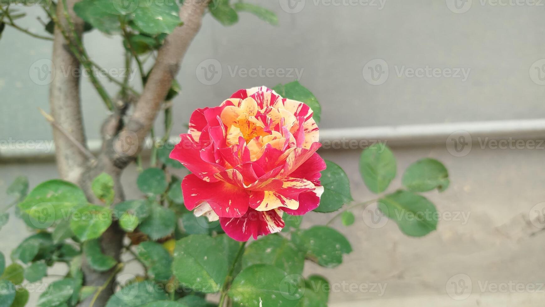 A red and yellow rose is growing in front of a wall photo