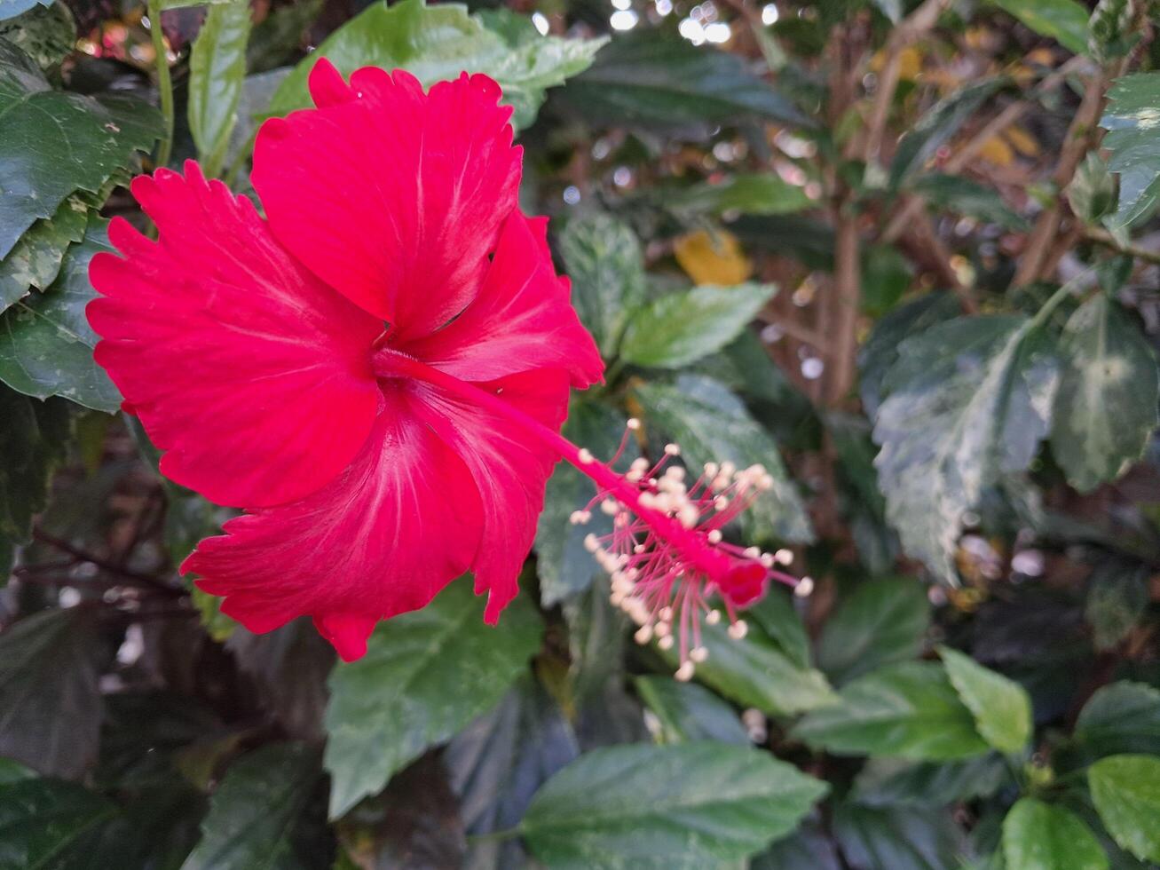 A red flower is in the middle of a bush photo