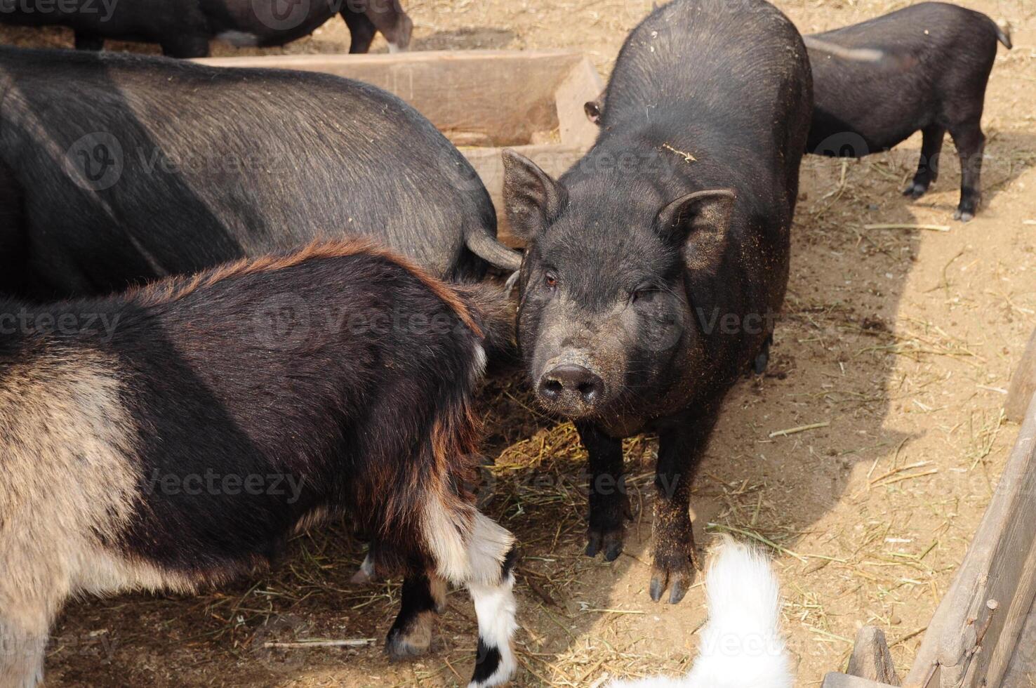 Pig cattle farm in countryside photo