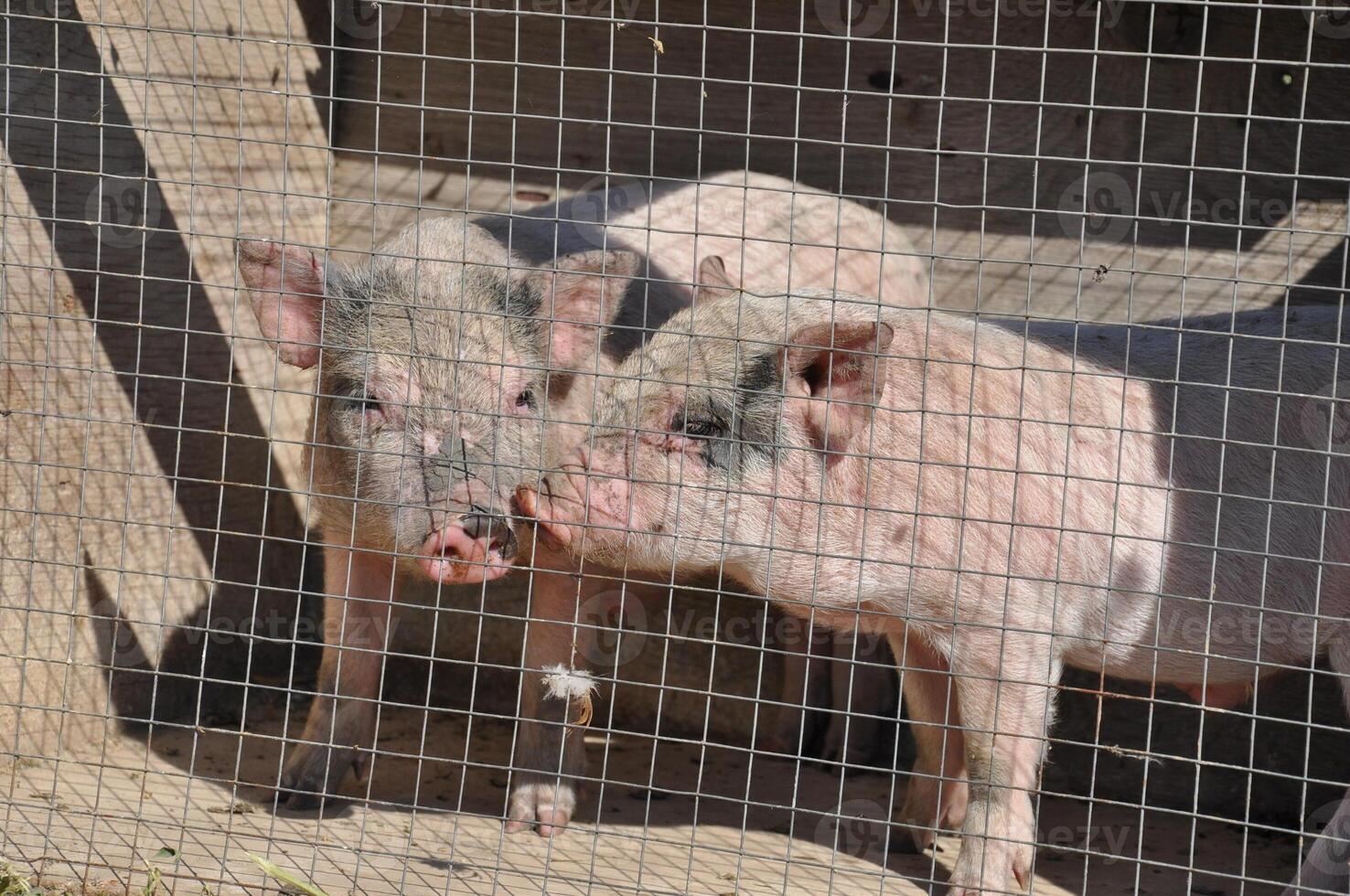Piglets in cage behind wire mesh photo