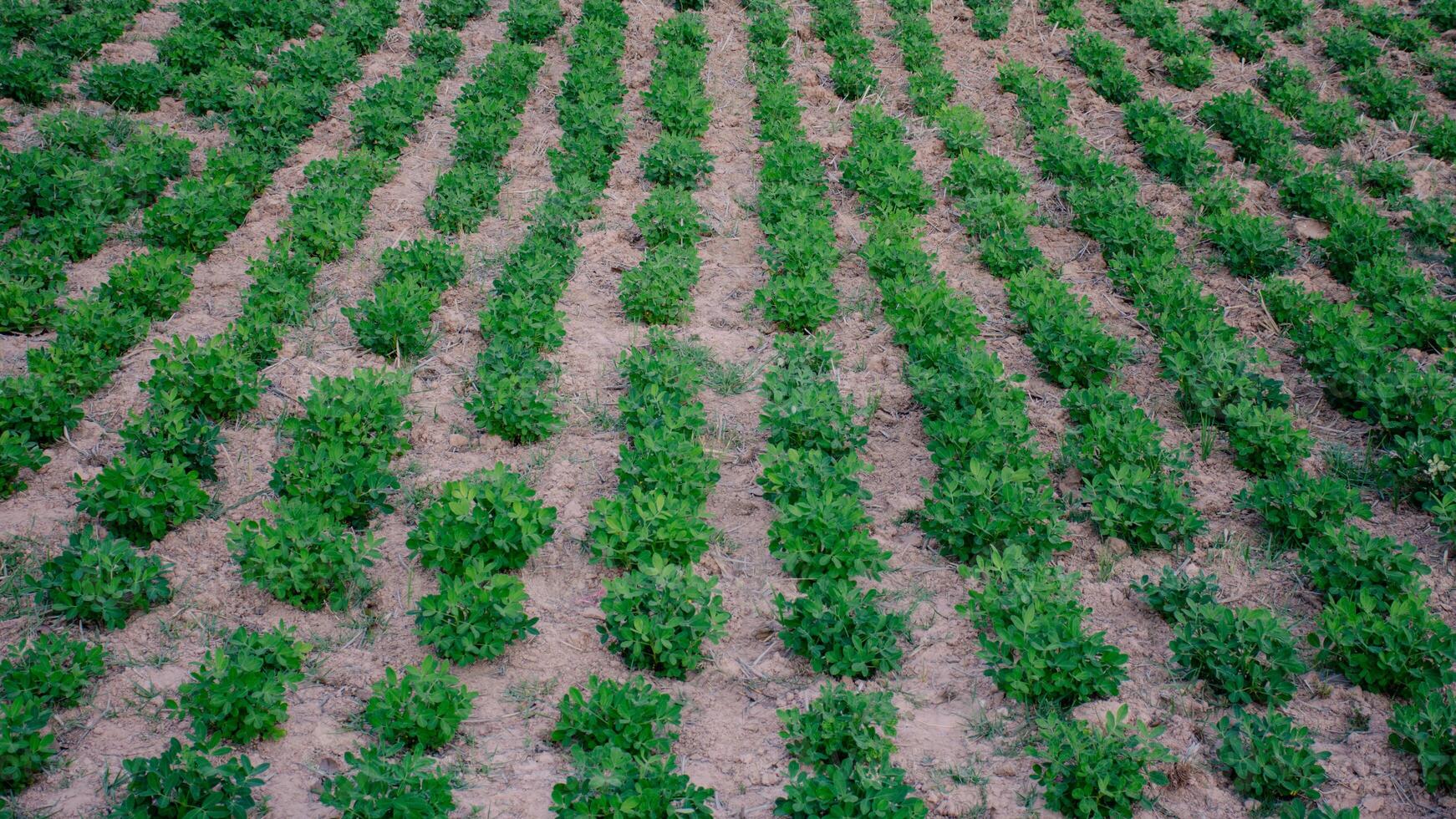 Legumes are planted in rows for easy maintenance and harvesting during the harvest season. Legumes also help capture and store nitrogen from the air in the soil. photo
