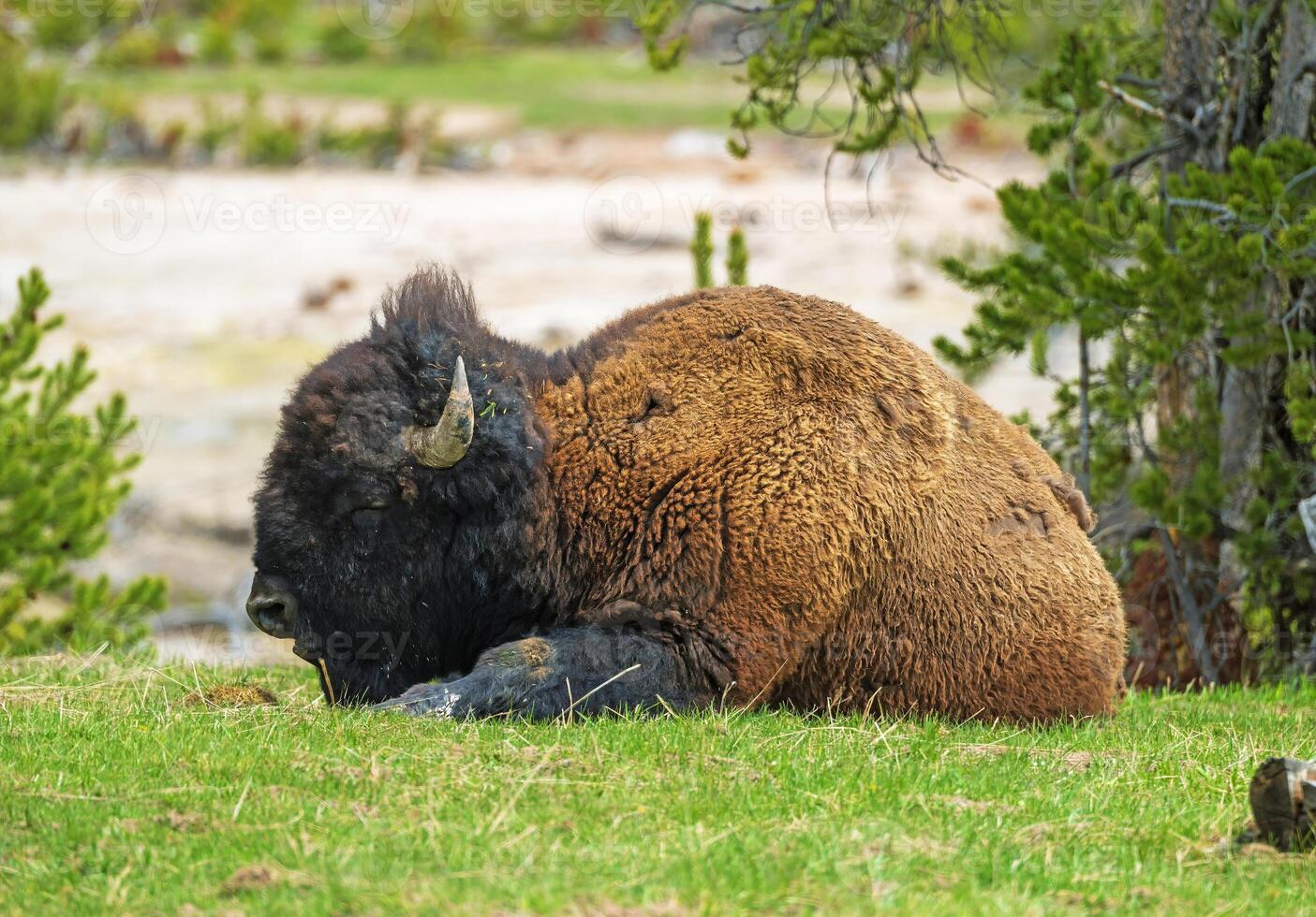 Massive Bison Resting on a River Bank photo