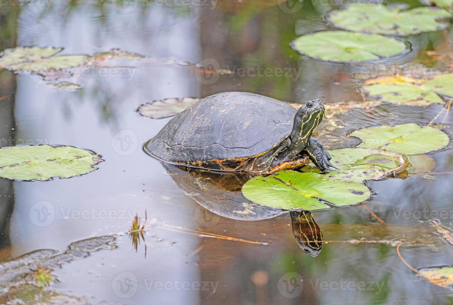 A Coastal Plain Cooter Turtle in a Wetland photo