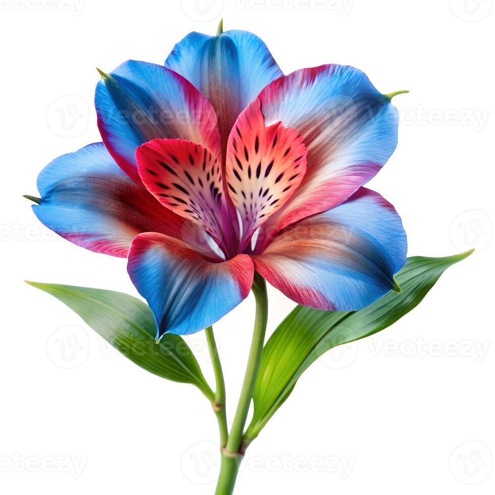 exotic flower isolated on white photo