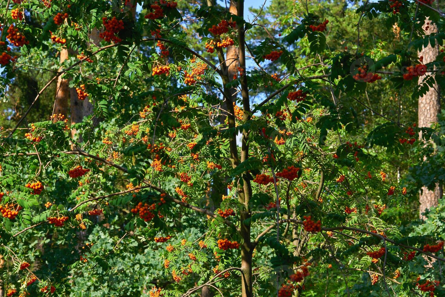 Thickets of ripe red useful clusters of rowan berries photo