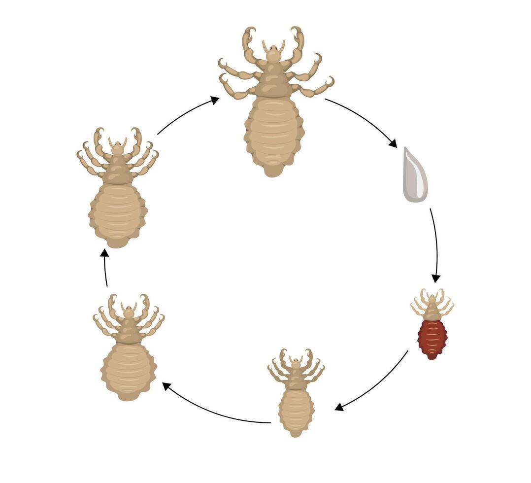 Louse life cycle showing the different stages of development vector