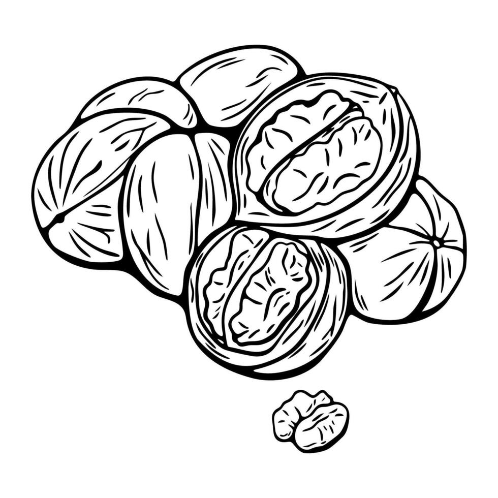 Walnut hand drawn sketch in black and white for coloring vector