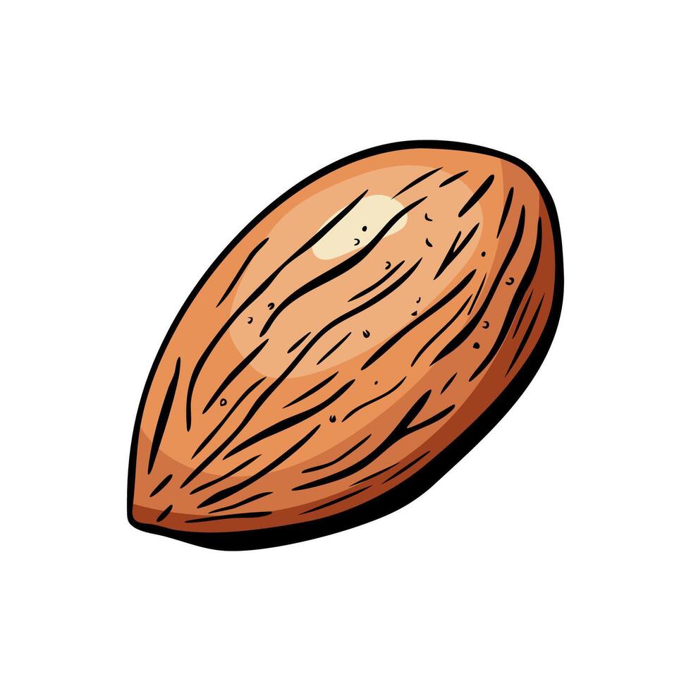 Single almond hand drawn in detailed color style vector