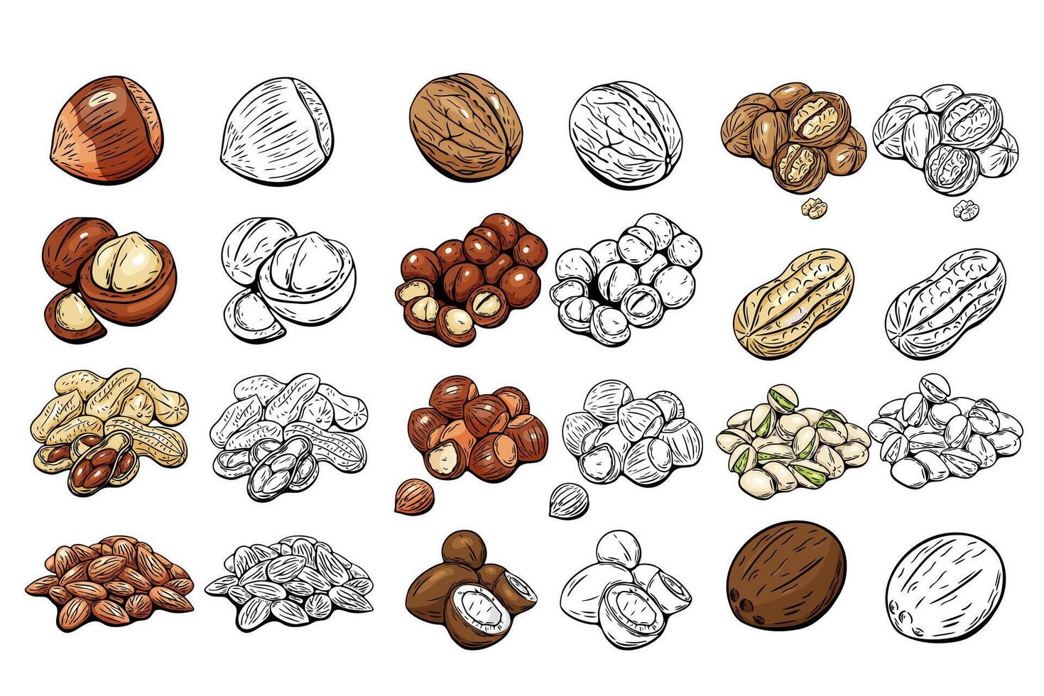 Collection of nuts in hand drawn colored and outline style vector