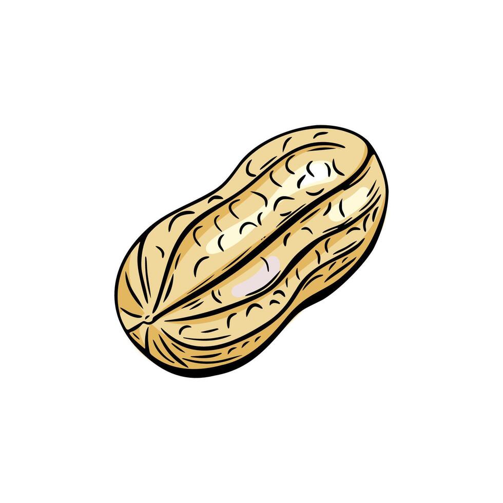 Single peanut hand drawn illustration with detailed style vector