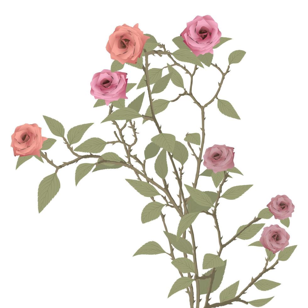 Various rose flowers tree isolated on white background graphic illustration. Valentine's day greeting card template. vector