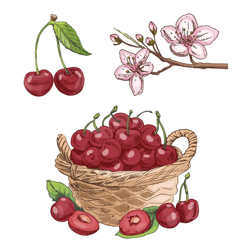 Hand drawn vintage sketch of cherry fruit, flower and wicker basket, color illustration of fresh summer harvest vector