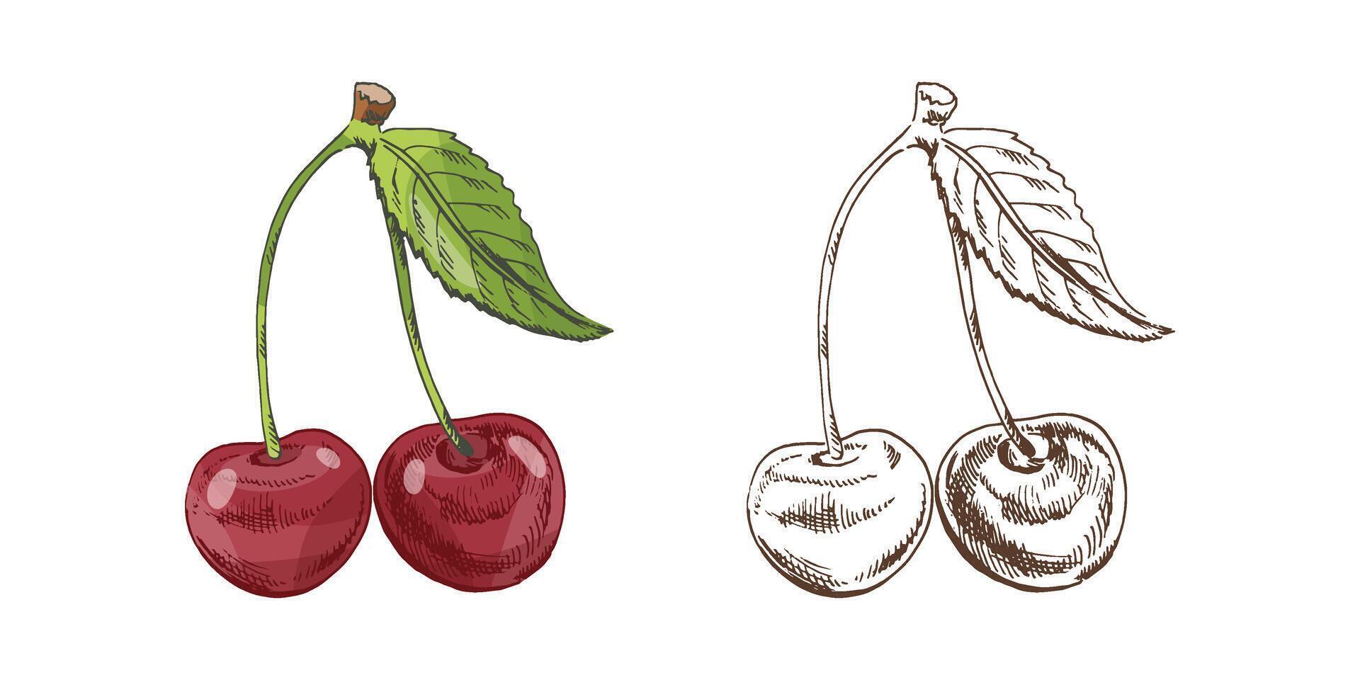 Hand drawn vintage sketch of cherry pair with green leaf, color and monochrome versions, isolated illustration vector