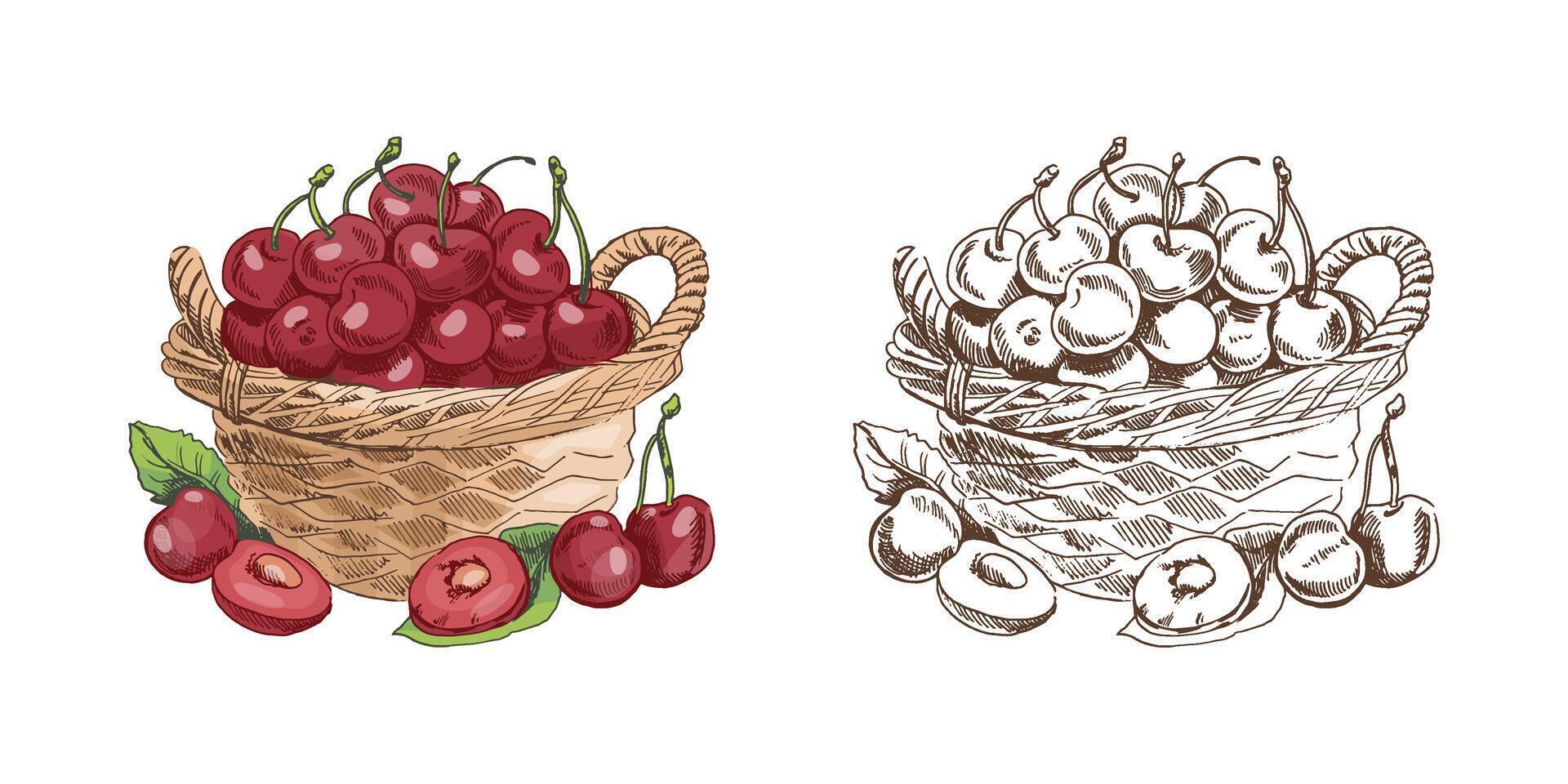 Hand drawn vintage sketch of cherry basket with whole and sliced fruit, color and monochrome version, isolated illustration vector