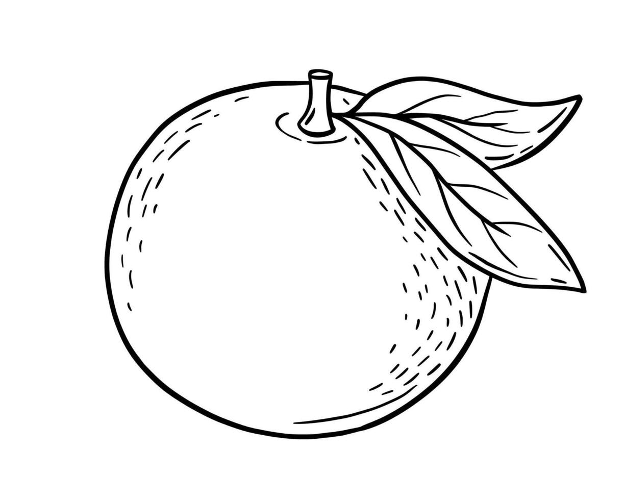 Hand drawn sketch of mandarin, tangerine fruit. isolated illustration. Engraved style drawing. vector
