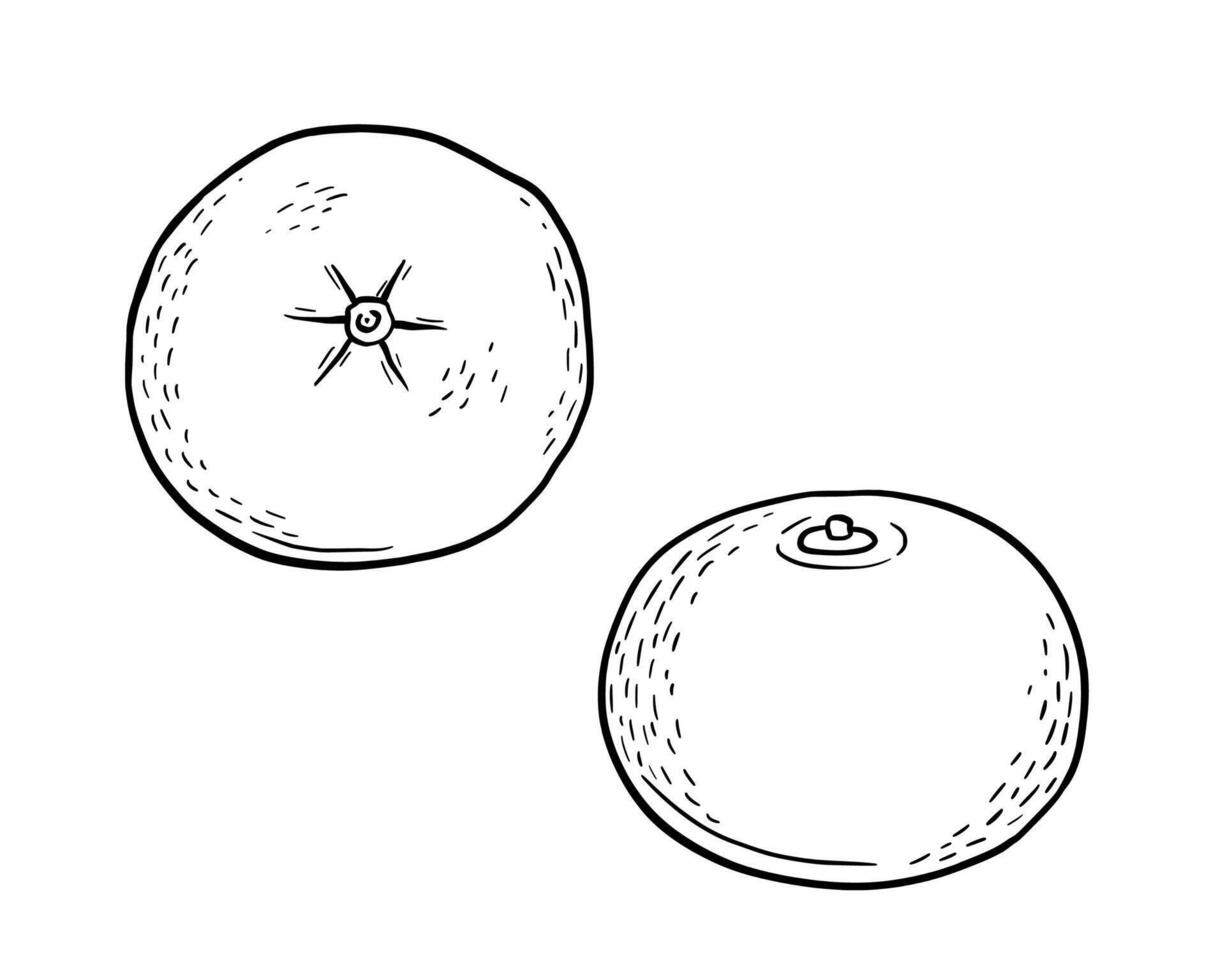 Mandarin hand drawn sketch, tangerine fruit. isolated illustration. vector