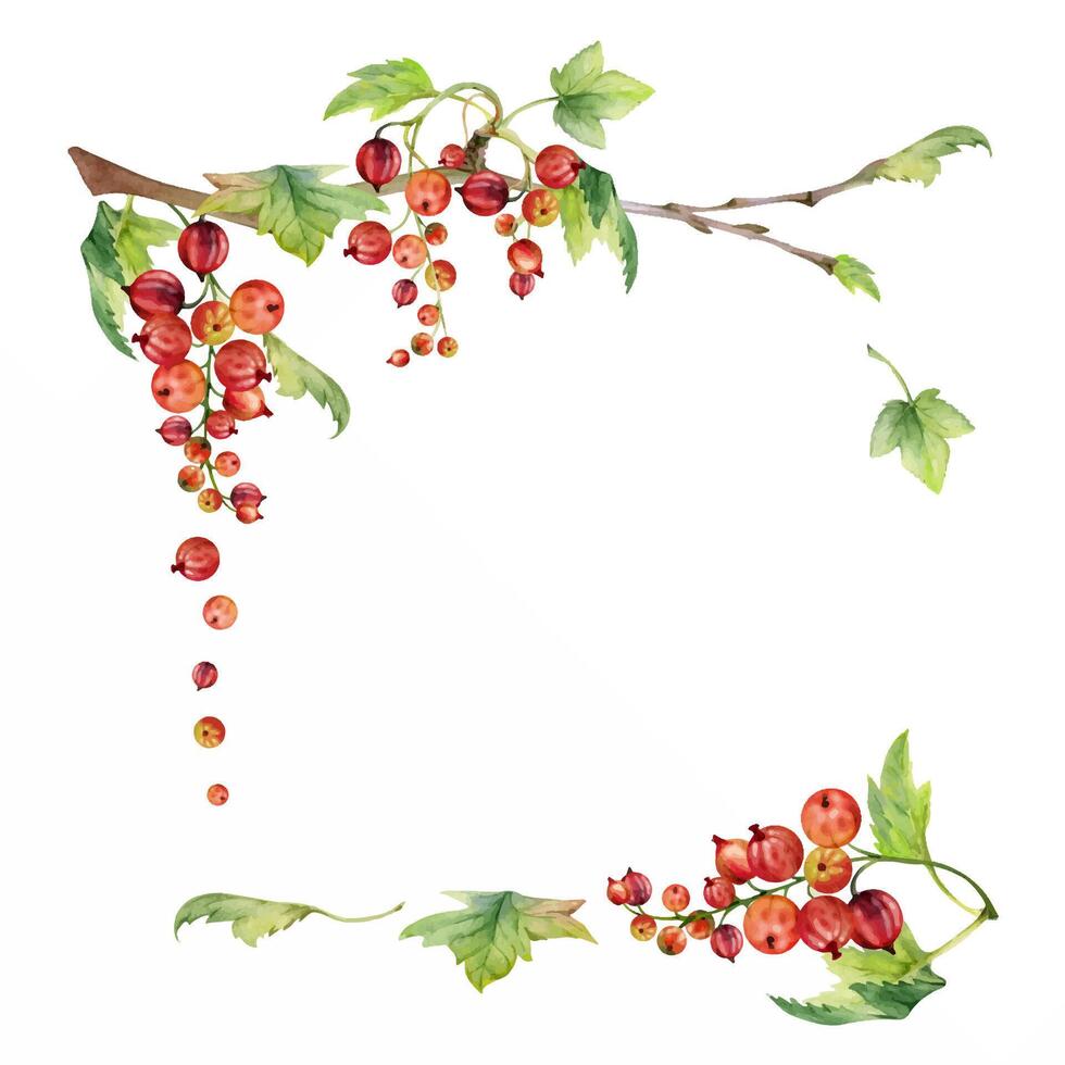 Currant gooseberry with green leaves hand drawn in watercolor, garden berry hanging on branches in group clusters. Isolated square corner frame. Craft eco cosmetics, aroma candles, jam jar food labels vector