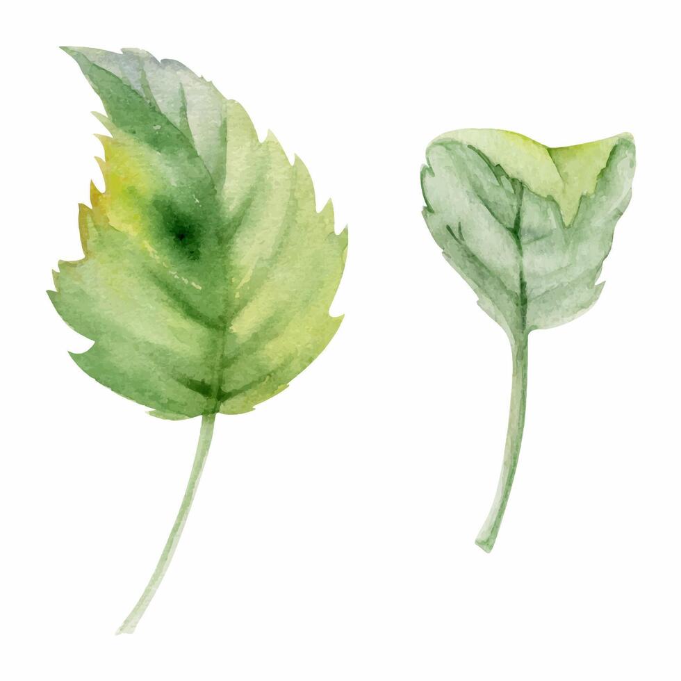 Leaves on stalk of flower bush tree. Plant foliage hand drawn in watercolor, Raspberry lilac birch beech sycamore poplar. Isolated botanical illustration. Wedding, florist shop, scrapbooking decoupage vector
