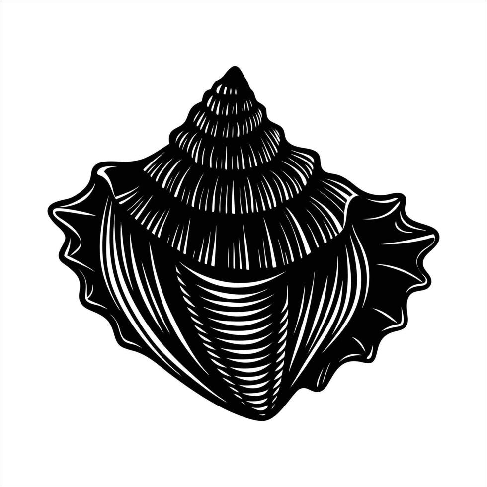 Limpet Shell Stock Illustrations vector