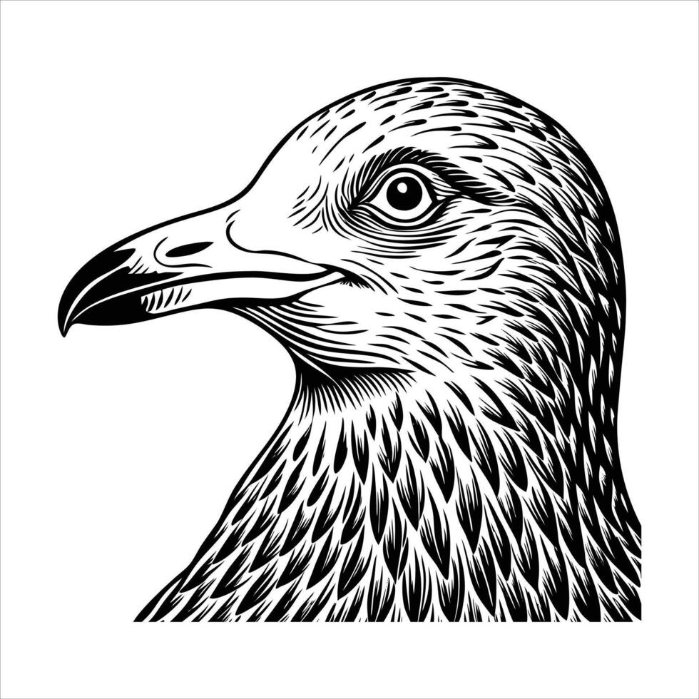 Close Up Herring Gull Stock vector